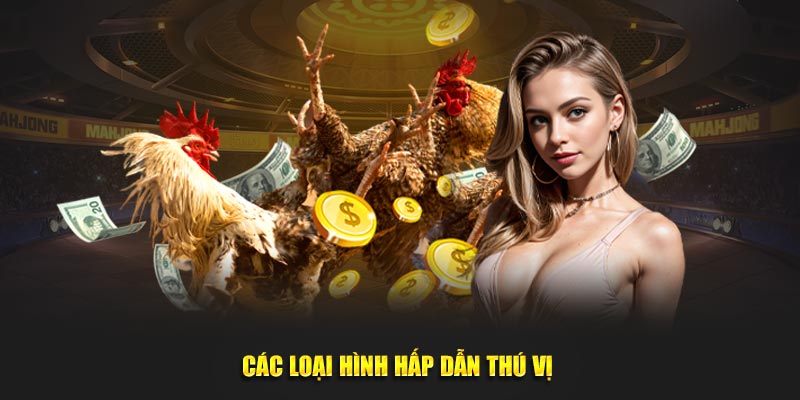 Các loại hình hấp dẫn thú vị 