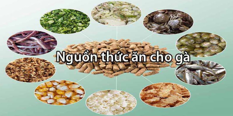 Cần quan tâm đến chế độ ăn uống của chiến kê để chúng được khỏe mạnh